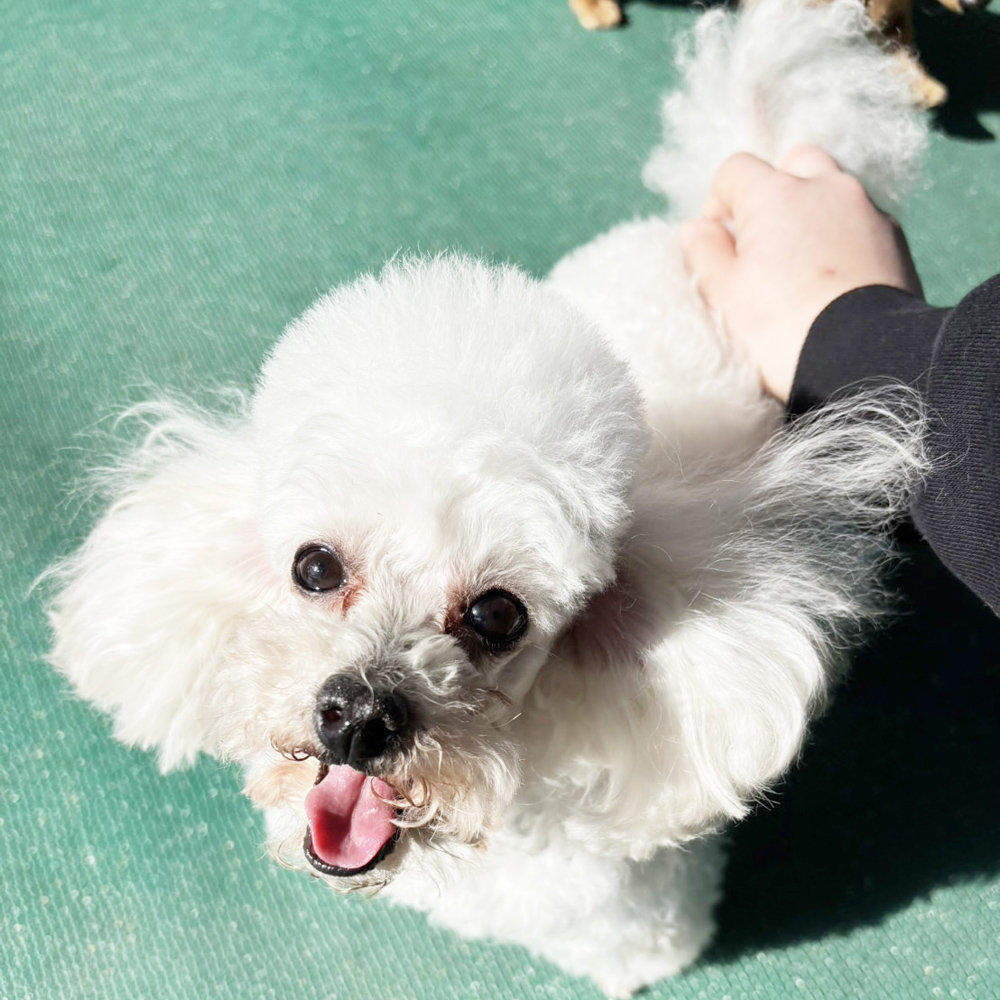 生徒が撮影したモデル犬たちの写真！